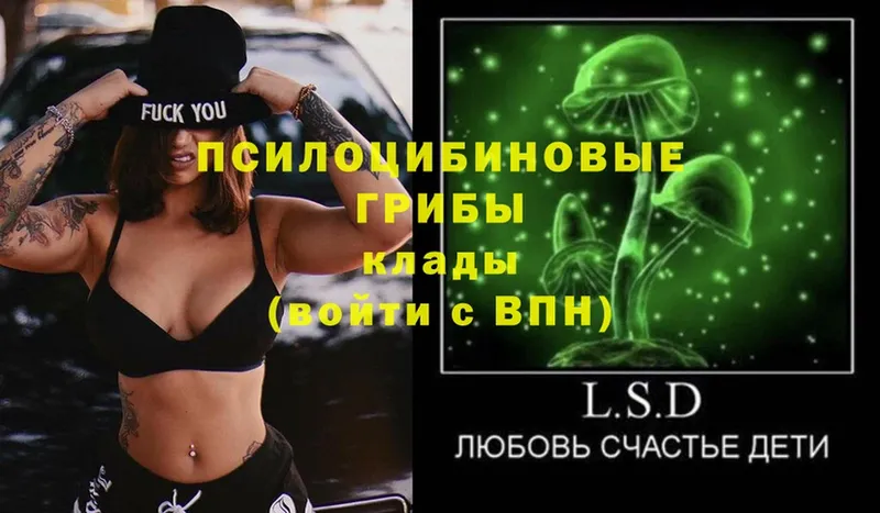 Псилоцибиновые грибы Psilocybe  где найти наркотики  Баймак 